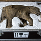 Illustration for article titled How You Transport a Baby Mammoth